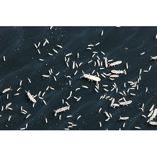 Starters e Culturas de Colêmbolos - Seira sp.