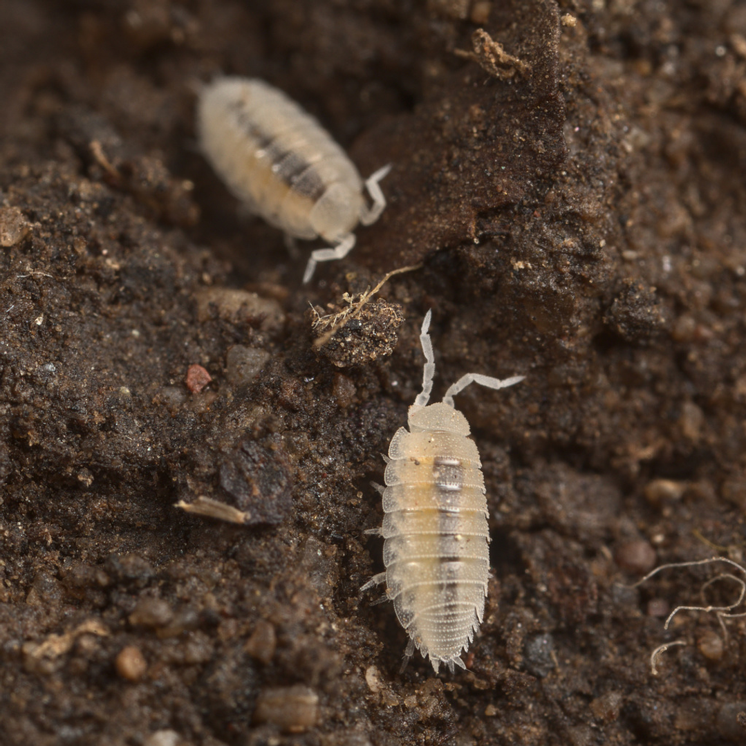 Isópodes Tropicais - Trichorhina Tormentosa 1