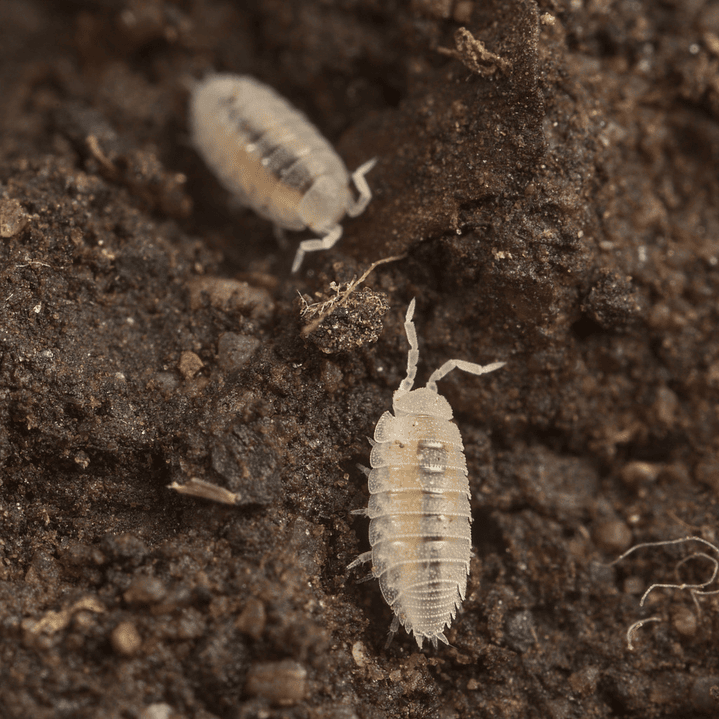 Isópodes Tropicais - Trichorhina Tormentosa 1