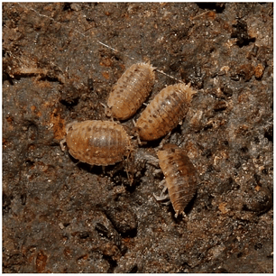  Isópodes Tropicais - Agabiformius Lentus