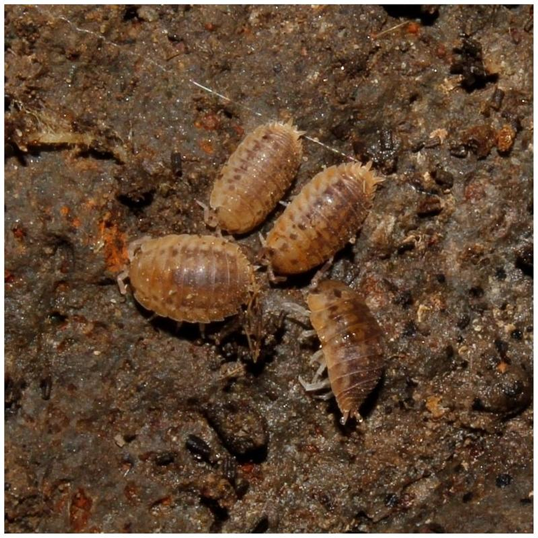  Isópodes Tropicais - Agabiformius Lentus 1