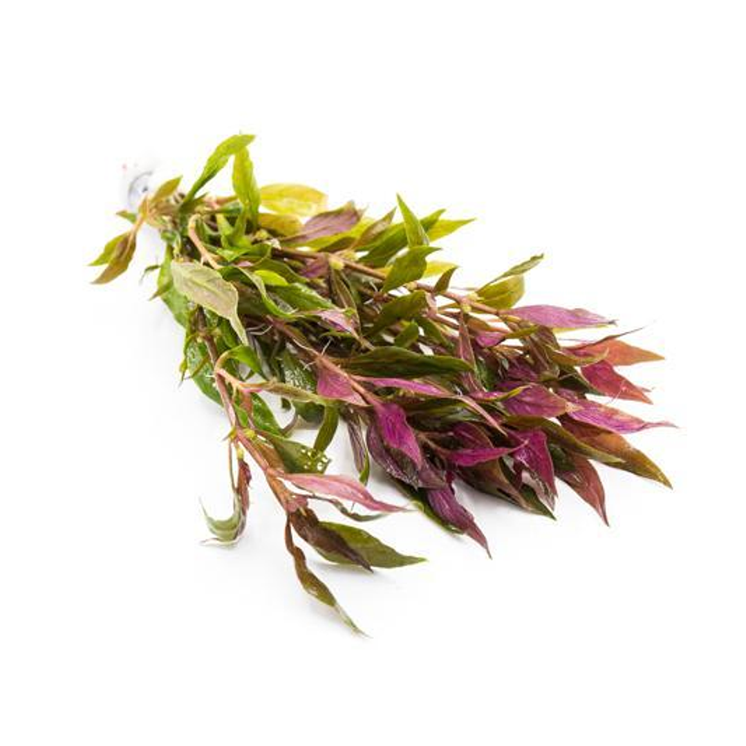 Alternanthera Lilacina - Ramo 3