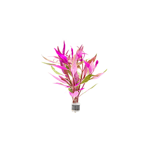 Alternanthera Lilacina - Ramo