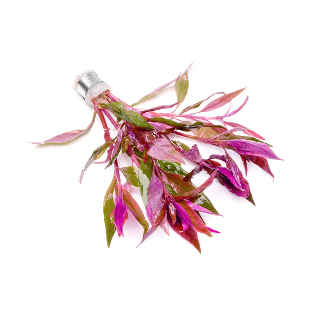 Alternanthera Lilacina - Ramo 5