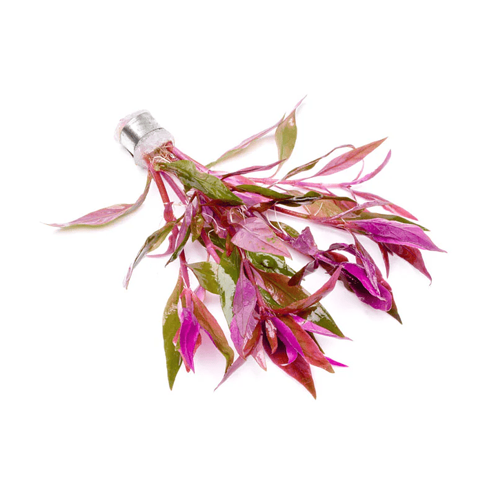 Alternanthera Lilacina - Ramo 5