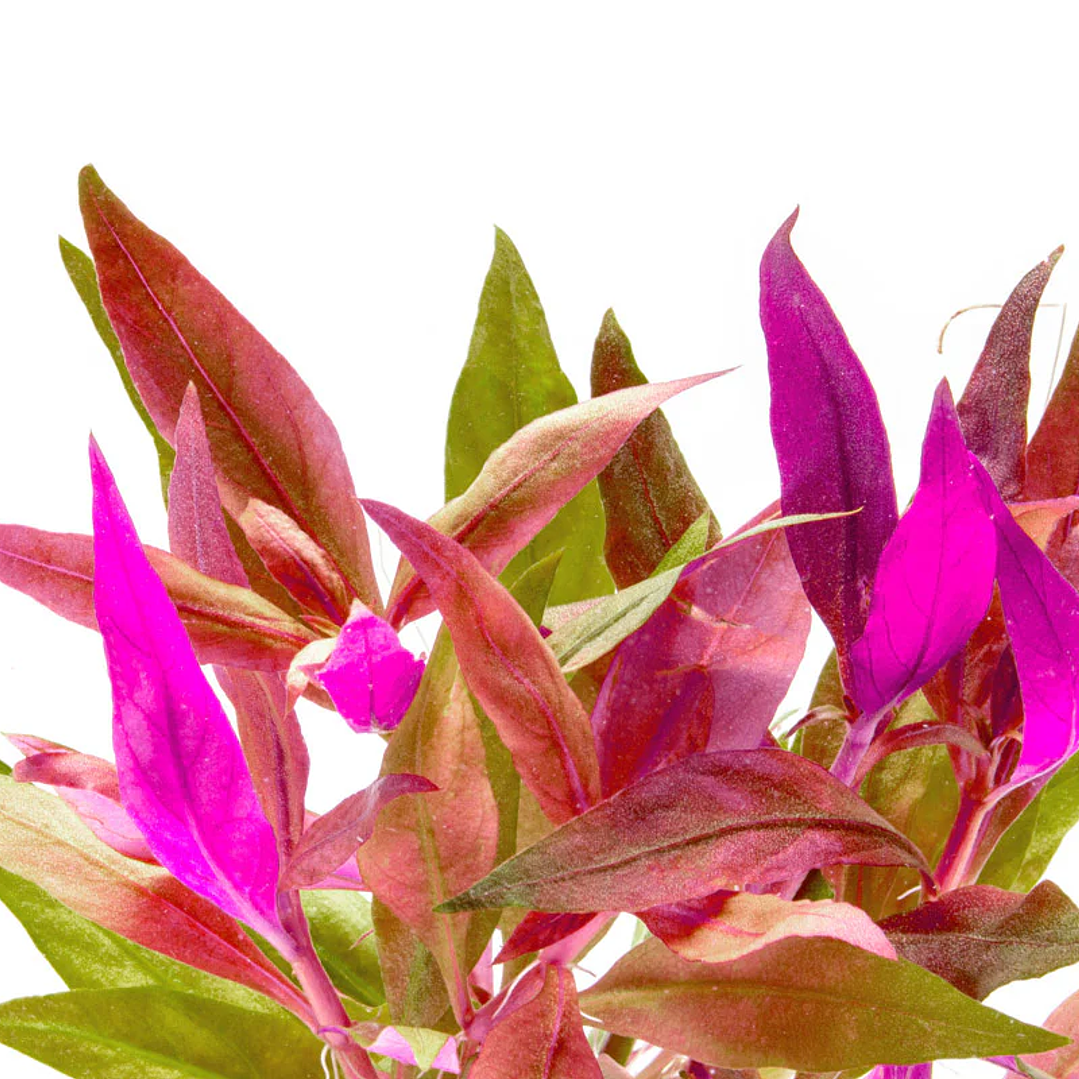 Alternanthera Lilacina - Ramo 6