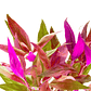 Alternanthera Lilacina - Ramo - thumbnail 6