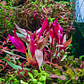 Alternanthera Lilacina - Ramo - thumbnail 2