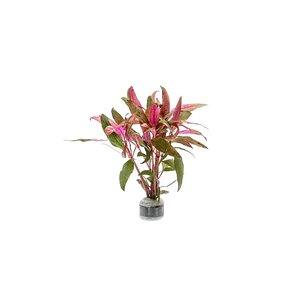 Alternanthera Reineckii - Ramo