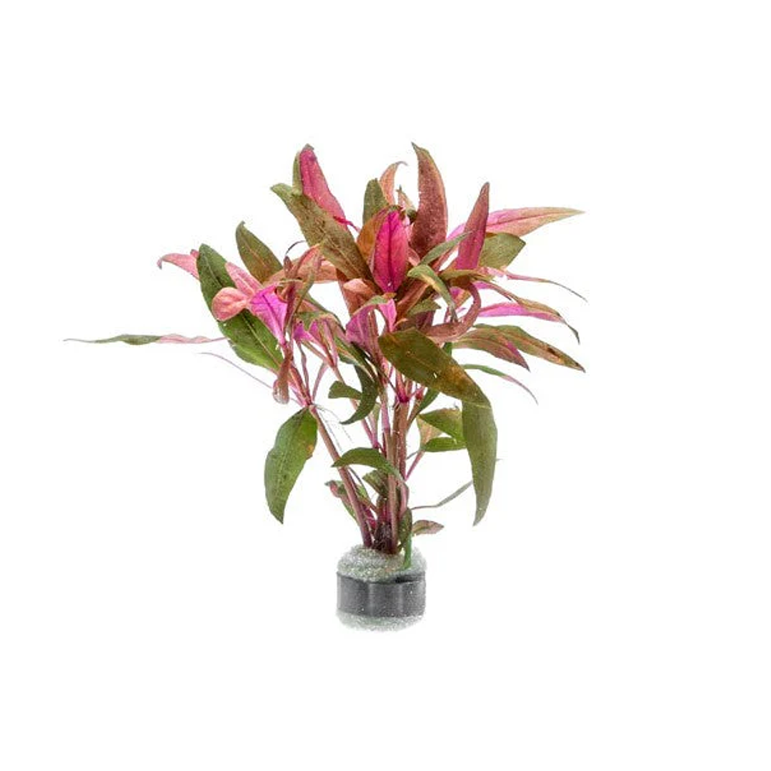 Alternanthera Reineckii - Ramo 1