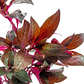 Alternanthera Reineckii - Ramo - thumbnail 4