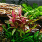 Alternanthera Reineckii - Ramo - thumbnail 5