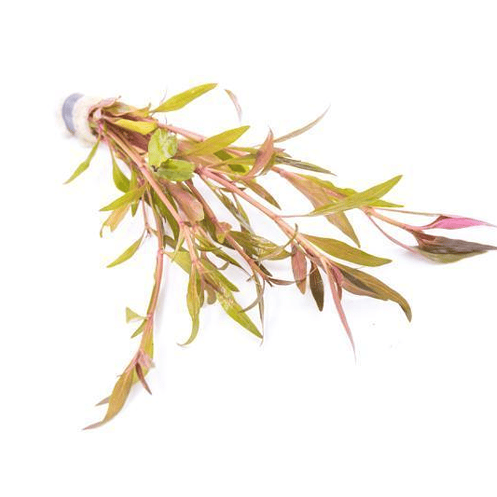 Alternanthera Reineckii Rosaefolia - Ramo 3