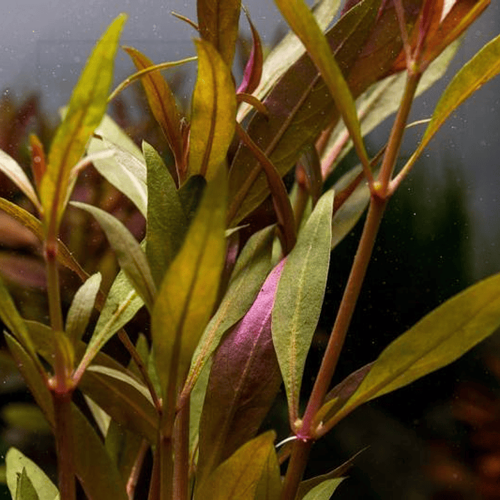 Alternanthera Reineckii Rosaefolia - Ramo 4