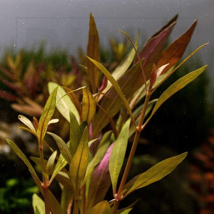 Alternanthera Reineckii Rosaefolia - Ramo 2