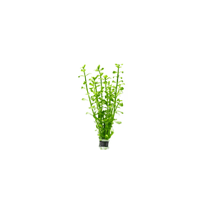 Bacopa Monnieri - Ramo