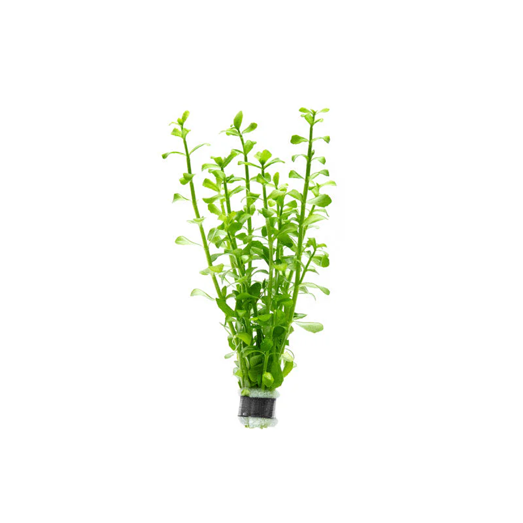Bacopa Monnieri - Ramo 1
