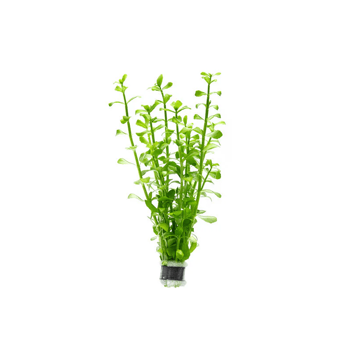 Bacopa Monnieri - Ramo 1