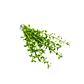 Bacopa Monnieri - Ramo - thumbnail 2