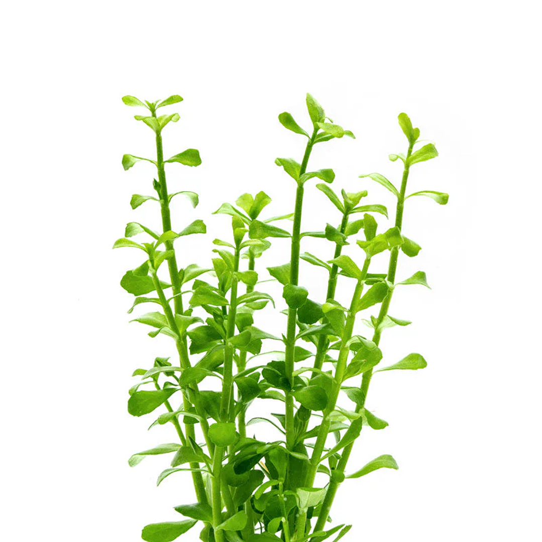 Bacopa Monnieri - Ramo 3