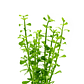 Bacopa Monnieri - Ramo - thumbnail 3