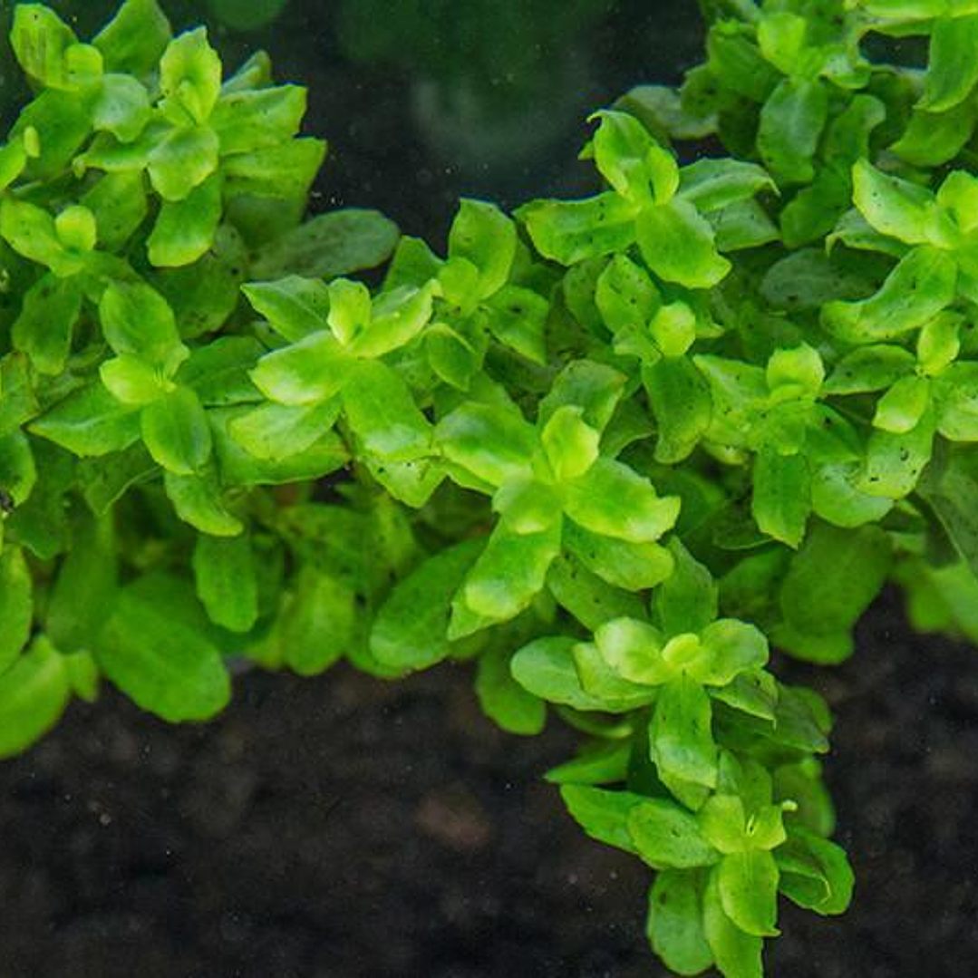 Bacopa Monnieri - Ramo 4