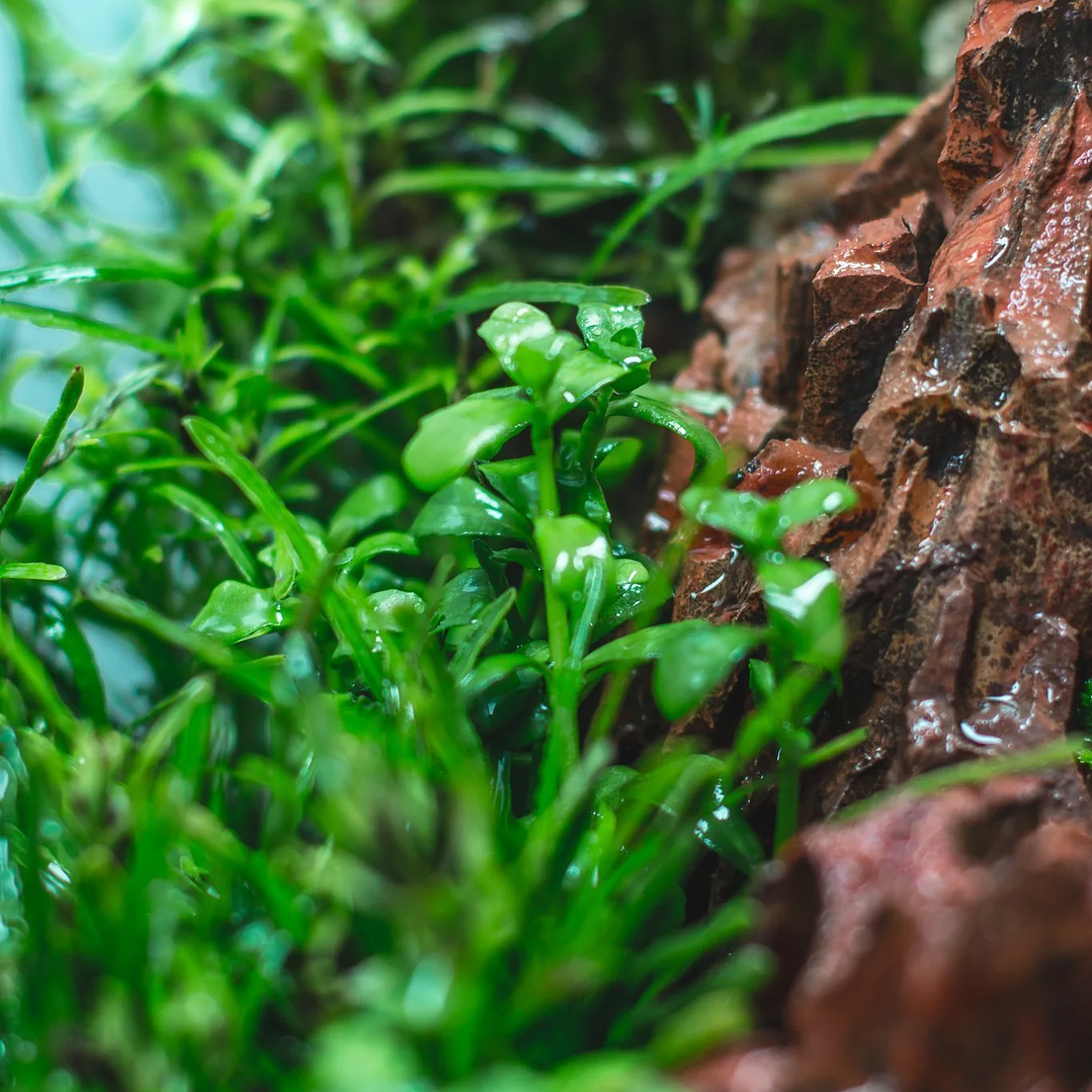 Bacopa Monnieri - Ramo 6