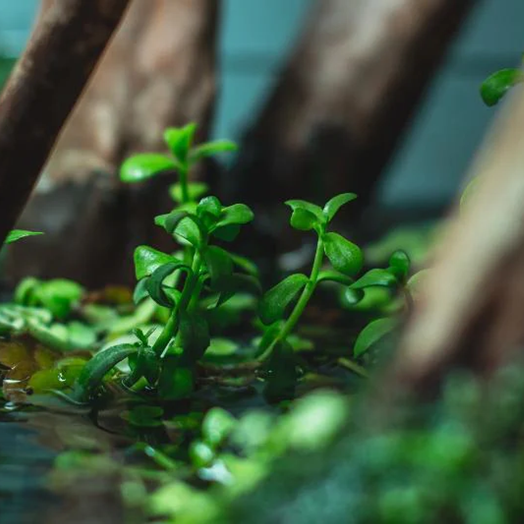 Bacopa Monnieri - Ramo 7