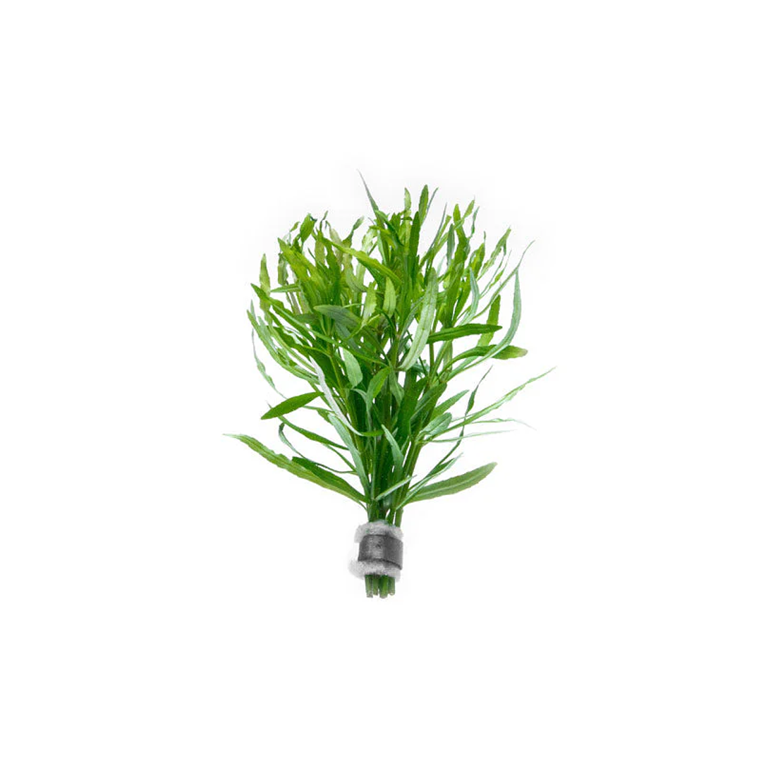 Eusteralis Stellata / Pogostemon Stellatus - Ramo 3