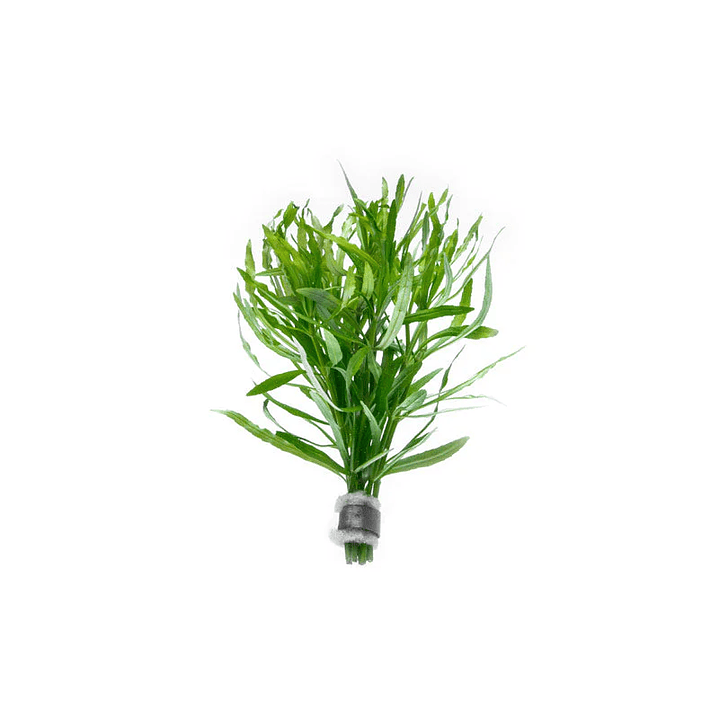 Eusteralis Stellata / Pogostemon Stellatus - Ramo 3