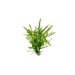 Eusteralis Stellata / Pogostemon Stellatus - Ramo