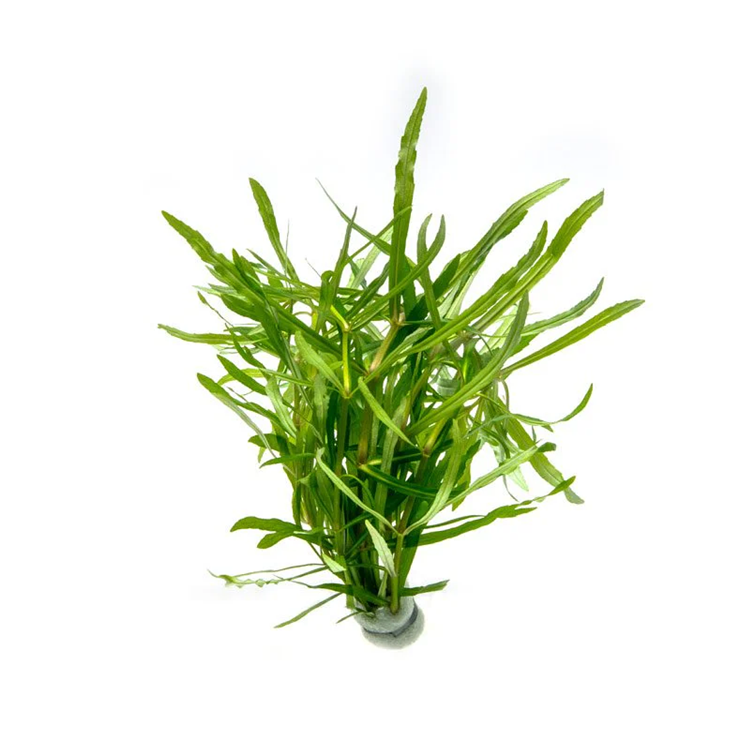 Eusteralis Stellata / Pogostemon Stellatus - Ramo 1