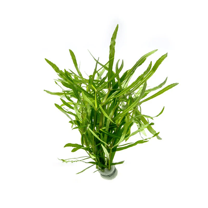 Eusteralis Stellata / Pogostemon Stellatus - Ramo 1