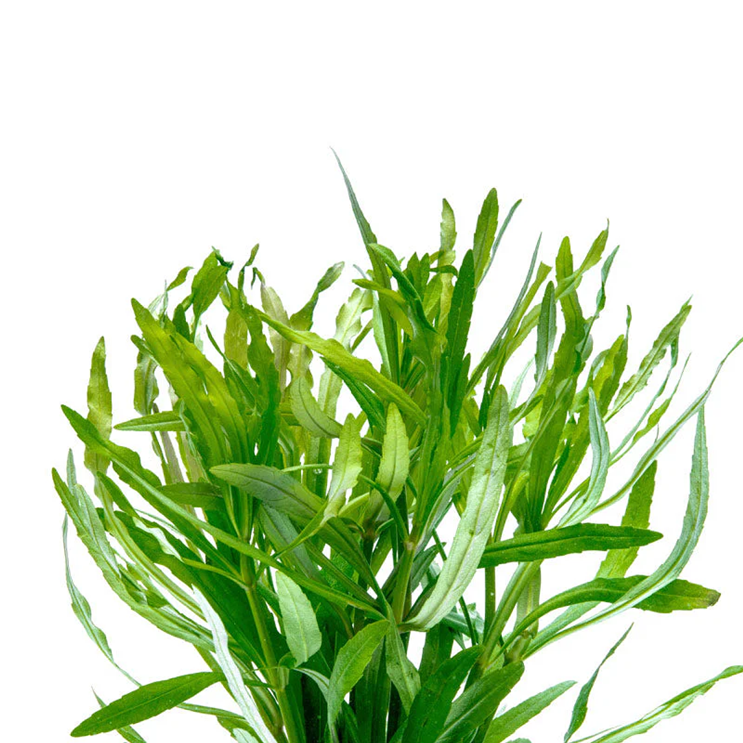 Eusteralis Stellata / Pogostemon Stellatus - Ramo 5