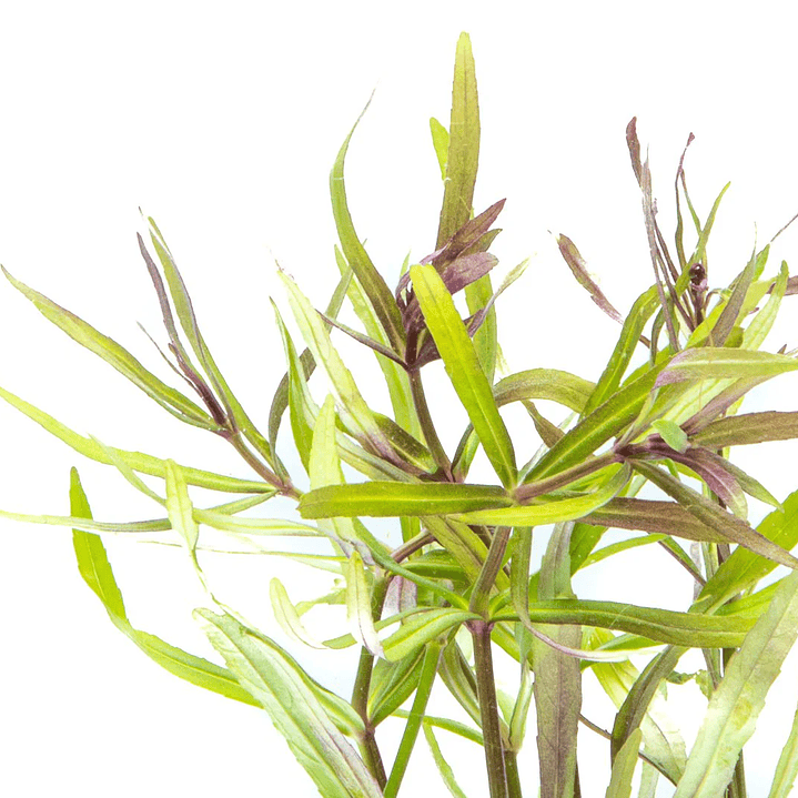 Eusteralis Stellata / Pogostemon Stellatus - Ramo 6