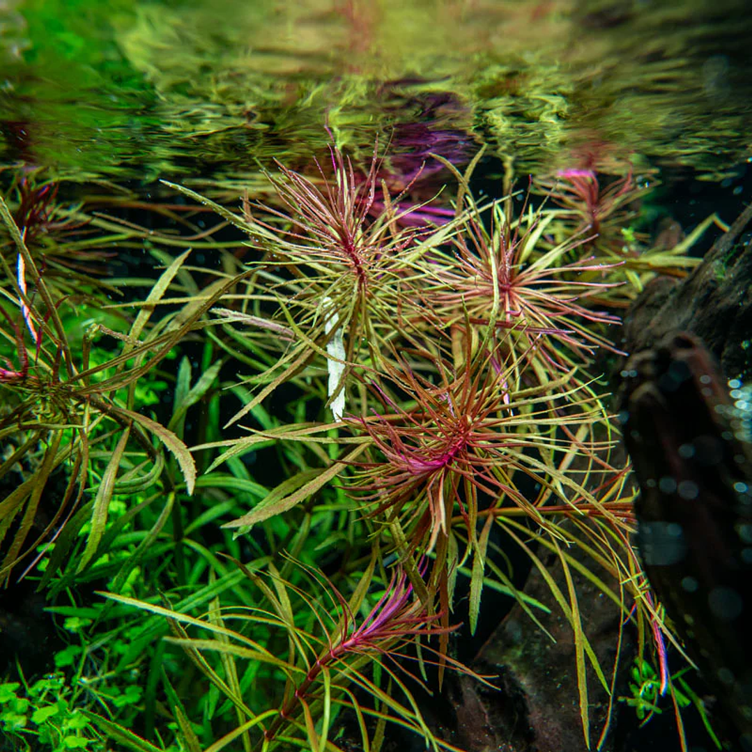 Eusteralis Stellata / Pogostemon Stellatus - Ramo 2
