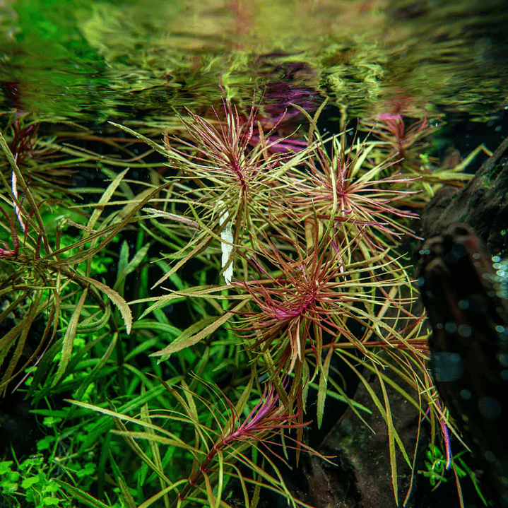 Eusteralis Stellata / Pogostemon Stellatus - Ramo 2