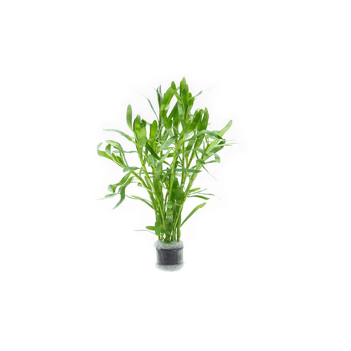 Heteranthera Zosterifolia - Ramo 1