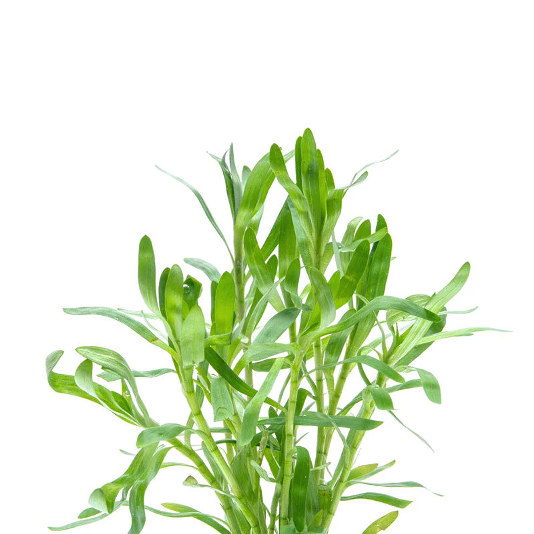 Heteranthera Zosterifolia - Ramo 4