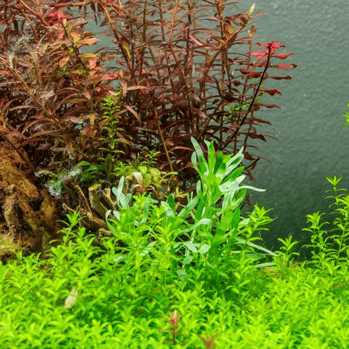 Heteranthera Zosterifolia - Ramo 2