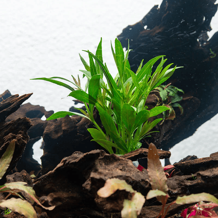 Hygrophila Salicifolia - Ramo 2