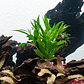 Hygrophila Salicifolia - Ramo - thumbnail 2
