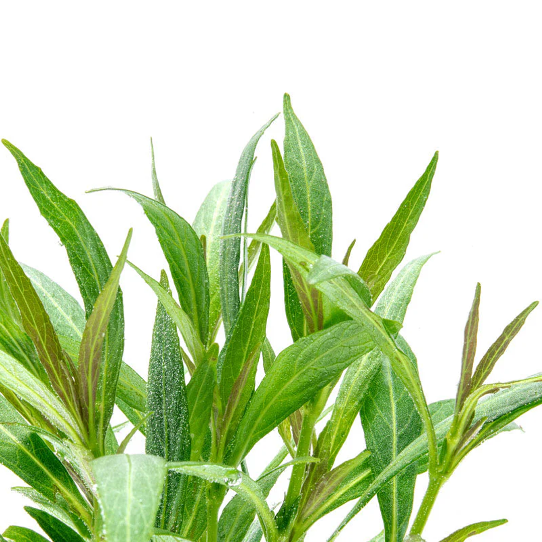 Hygrophila Salicifolia - Ramo 3