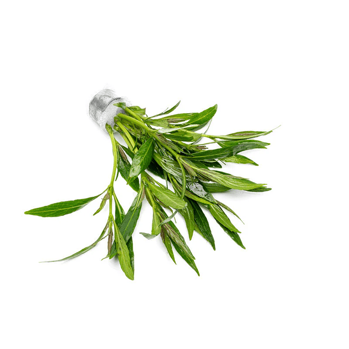 Hygrophila Salicifolia - Ramo 4