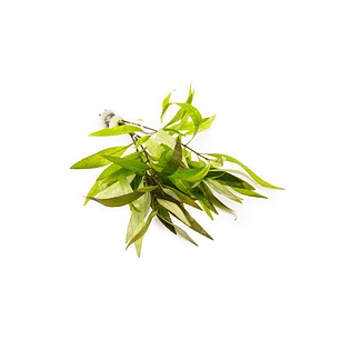 Higrófila Siamensis - Ramo