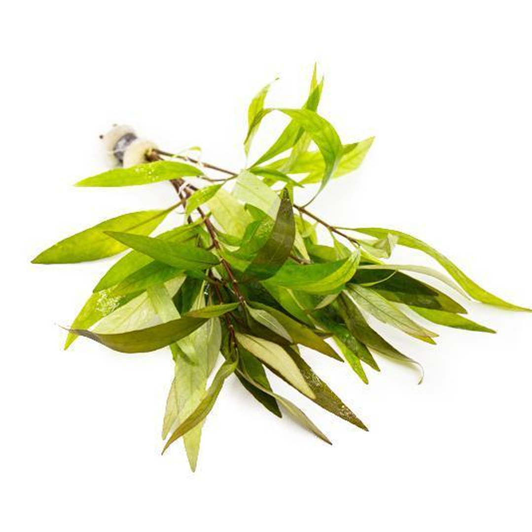 Higrófila Siamensis - Ramo 1