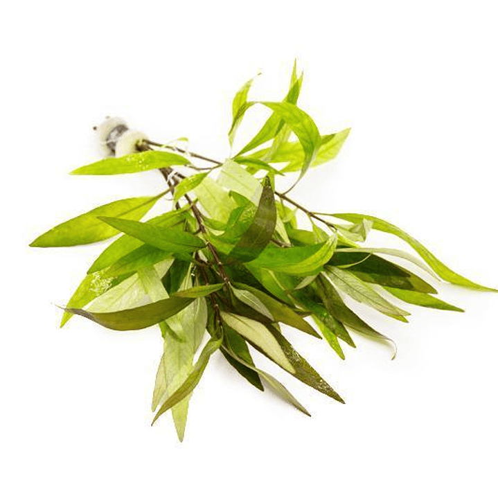 Higrófila Siamensis - Ramo 1