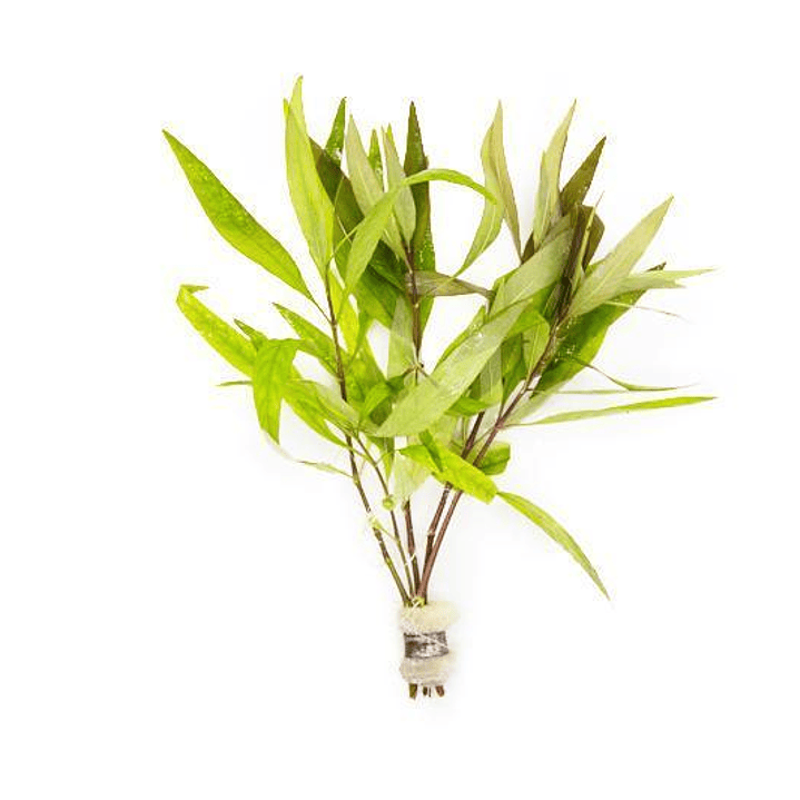 Higrófila Siamensis - Ramo 2