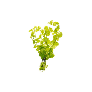 Lysimachia Nummularia Aurea / Jenny rastejante - Ramo