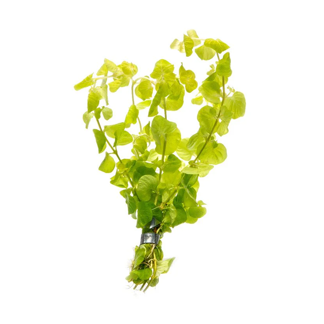 Lysimachia Nummularia Aurea / Jenny rastejante - Ramo 1